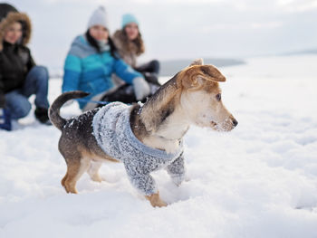 Close-up of a dog on snow