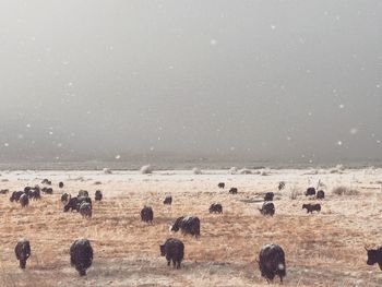 American bison walking on landscape against sky during snowfall