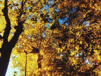 Low angle view of tree