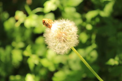 Close-up of dandelion flower