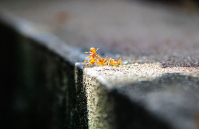 Close-up of ant on wall