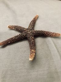 High angle view of starfish on beach