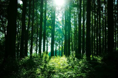 Trees in forest