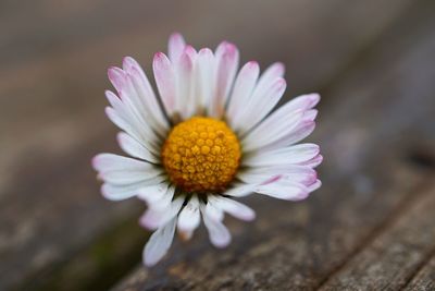 Close-up of pink daisy