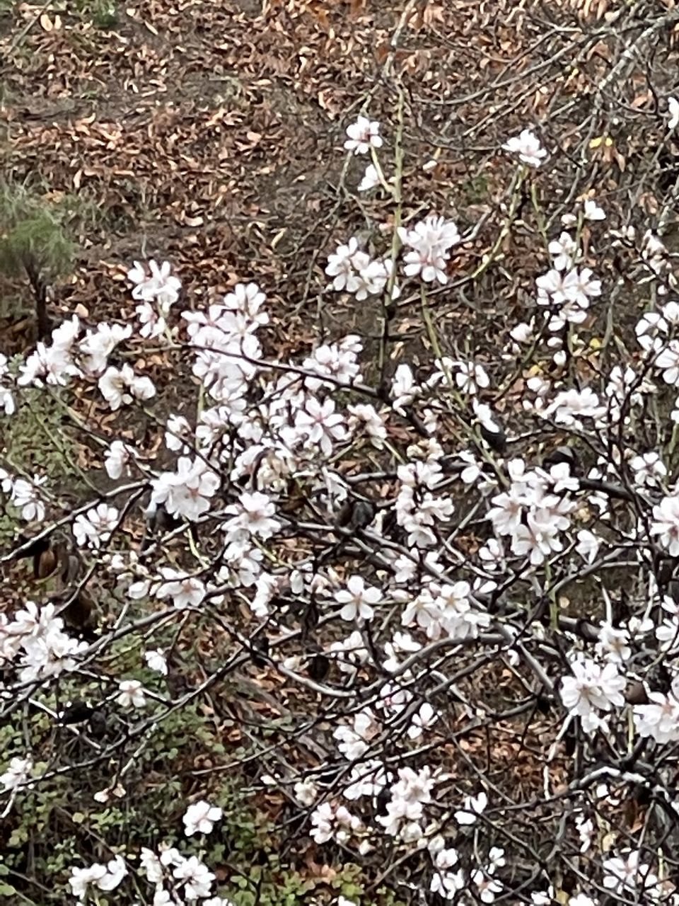 full frame, no people, backgrounds, day, nature, plant, leaf, high angle view, soil, white, flower, outdoors, field, growth, land, close-up, tree, pattern, branch, beauty in nature, textured, winter, directly above