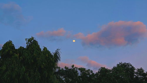 Low angle view of trees against sky during sunset