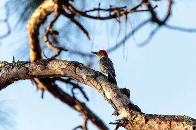 Red-bellied woodpecker melanerpes carolinus pecks at a palm tree in naples, florida