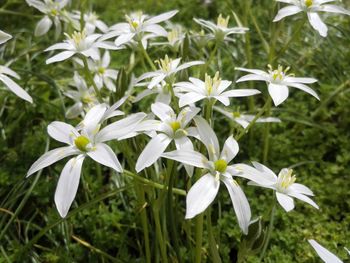 Close-up of white flowering plant on field