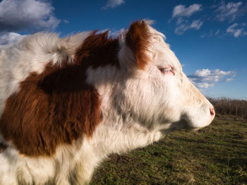 Cow looking away on field against sky