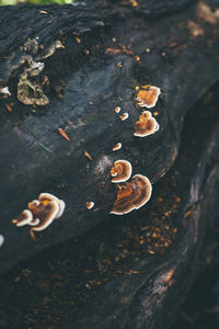 High angle view of mushrooms growing on tree trunk