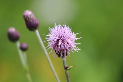 Close-up of purple thistle flower