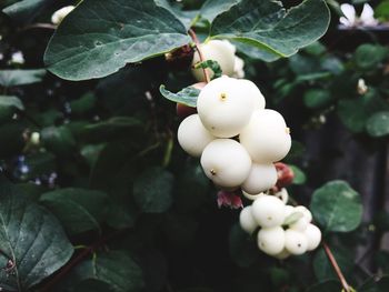 Close-up of fruits on tree