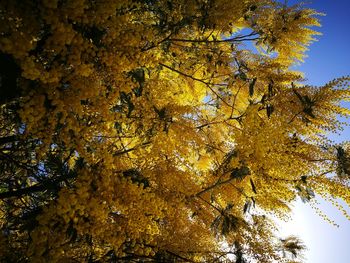 Low angle view of tree