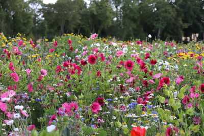 Pink flowering plants in park