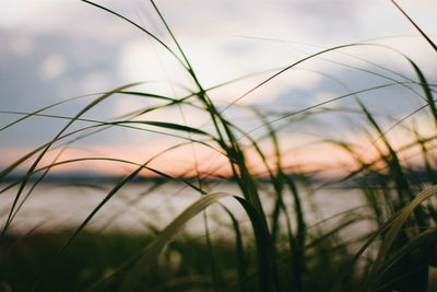 Close-up of plants on field at sunset