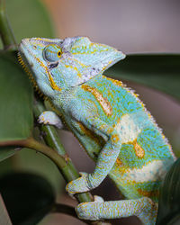 Close-up of lizard