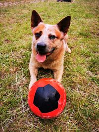 Portrait of dog with ball on field