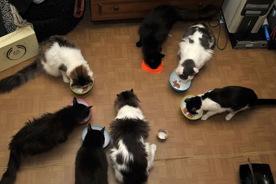 High angle view of cat on floor at home