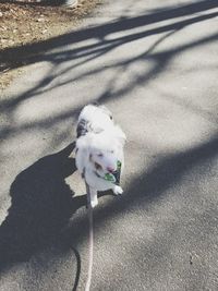 High angle view of dog on road