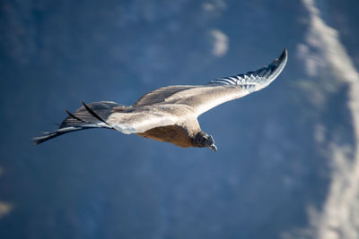 Cóndor flying 