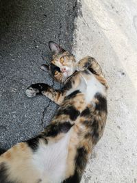 High angle view of kitten on cat