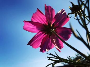 Low angle view of pink hibiscus blooming against sky