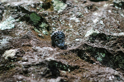 Close-up of lizard on rock