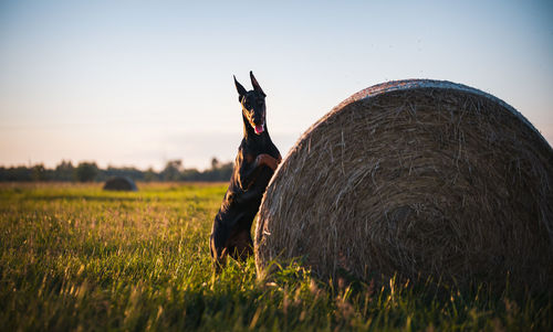 View of dog on field during sunset