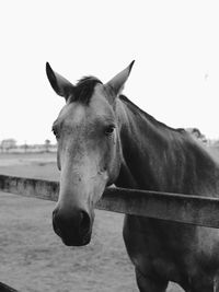 Horse standing in ranch against sky