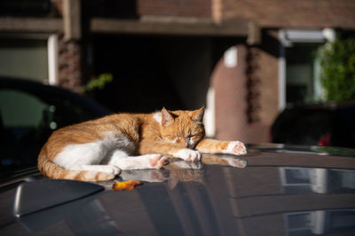 A red cat lies and sleeps on the roof of a car in the sun