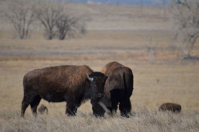 Bison grazing on field