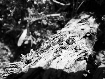 Close up of plant growing in forest