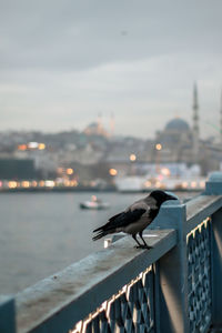 Crow standing on the edge of the galata bridge, istanbul, turkey