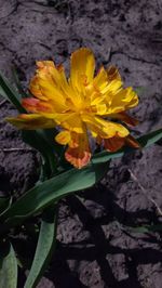 Close-up of yellow flower