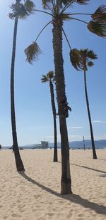 Palm trees on beach against sky