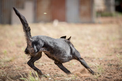 Dog on field