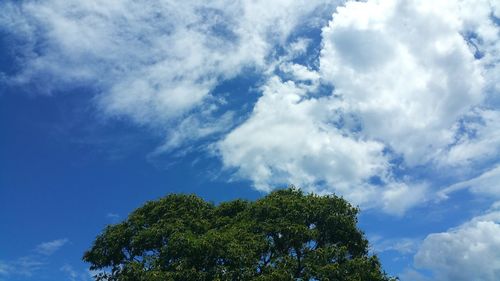 Low angle view of tree against sky