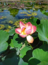 Close-up of lotus water lily in pond