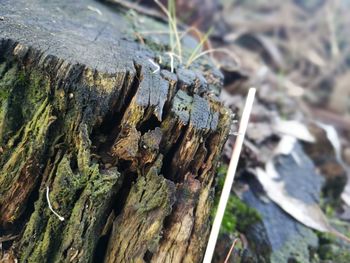 Close-up of tree trunk