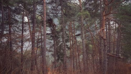 Trees in forest