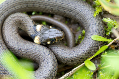 Close-up of snake