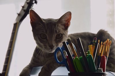 Portrait of cat resting on table by stationery at home