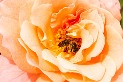 Close-up of orange rose flower