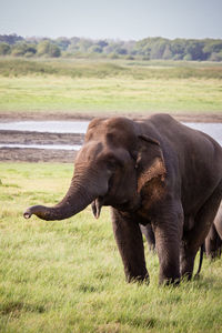 Elephant in a field