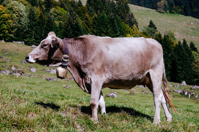 Cow standing in a field