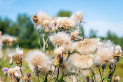 Close-up of wilted plant against sky