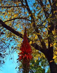 Low angle view of flowering tree against sky