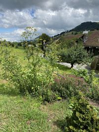 Plants growing on field against sky