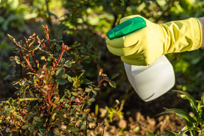 Treatment of roses from pests, aphids and fungi. remedy for roses from diseases and pests.