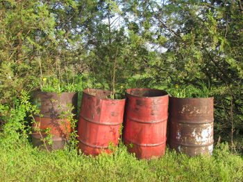 Plants and trees in farm